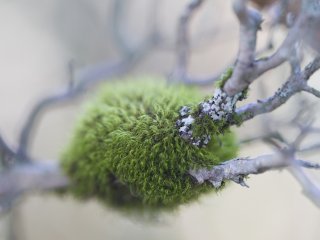木の枝に繁茂した、この巻き毛のエメラルド色の苔はダスキー・フォーク苔のようだ (学術名: ディクラナム・ファセセンス)