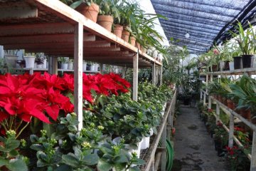 I walked around the garden and greenhouses in the morning. There were huge numbers of pots and well-treated plants. Orchids, poinsettias, lilies, and other beautiful leaves and flowers were placed on the shelves.