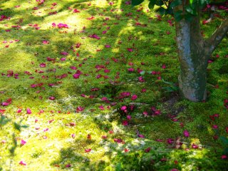 สวนหญ้ามอสสวยที่มีกลีบดอกไม้กระจายอยู่