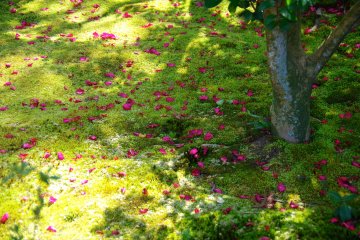 <p>สวนหญ้ามอสสวยที่มีกลีบดอกไม้กระจายอยู่</p>