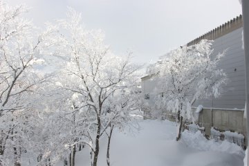 <p>Tree with snow</p>