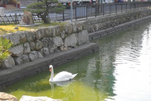 A swan enjoying a dip