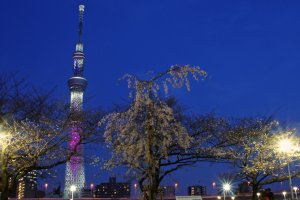 الشجرة الشهيرة الساكورا الباكية من فوكوشيما (ميهارو&nbsp; تاكيزاكورا&nbsp; Takizakura) ، وهو الفرع الذي تم التبرع به لسوميدا بارك في عام&nbsp; 2011. وهو جزء من مشروع ساكورا فوكوشيما التي تهدف إلى الحفاظ على شجرة في مواقع مختلفة في جميع أنحاء اليابان ويتم تمريرها إلى الأجيال المتعاقبة . الفرع له ثلاث سنوات فقط من العمر وتم نجاحه بالفعل .