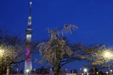 2011년 스미다공원에 기증된 후쿠시마 미하루 타키자쿠라. 그것은 일본 전역의 여러 곳에 이 나무를 보존하기 위한 후쿠시마 사쿠라 프로젝트의 일부분으로, 다음 세대에 전해진다. 그 나뭇가지의 모양은 3년밖에 안 되었는데 벌써부터 좋아지고 있다
