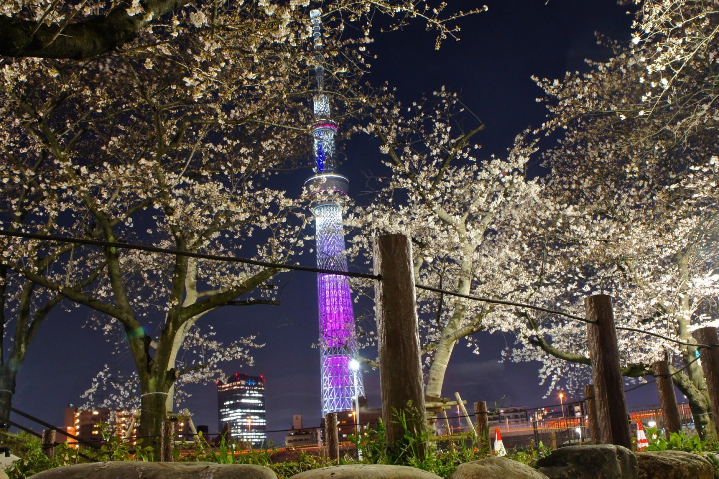 سوميدا بارك في الليل . الزهور الجميلة والوردية ، في موسمها والإضاءة من طوكيو سكاي تري .