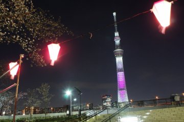<p>Lanterns, the Skytree and the cherry blossoms around&nbsp;Sumida Park</p>
