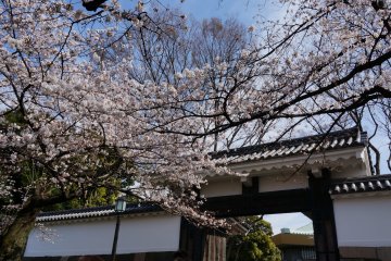 <p>Cherry Blossom decorating the gate is quite beautiful</p>