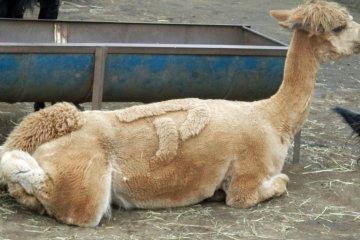 <p>In the summer, their fur is sheared but Japanese letters are shorn into their fur</p>