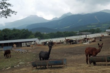<p>Nasu Alpaca Farm on the Nasu Plateau</p>
