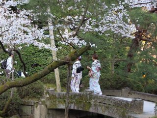 Những người phụ nữ mặc Kimono đi dạo quanh khu vườn Heian Jingu.