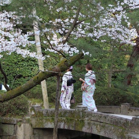 Heian Jingu Shrine Cherry Blossoms