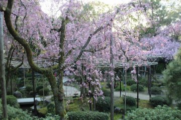The beautiful April cherry blossoms are in full bloom in the southern part of the garden. You can enjoy various flowers blooming in all seasons.
