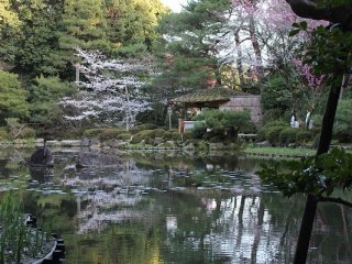 桜が終わり梅雨の季節になると菖蒲が咲き乱れる。２００種二千株