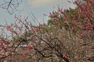 Different from cherry trees, plum blossoms can be in bloom for a few weeks.