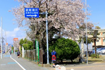 <p>Along the road, within the compound of a school, this Cherry Blossom tree stands proud and captivating.</p>