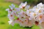 Cerisiers En Fleurs À Numazu
