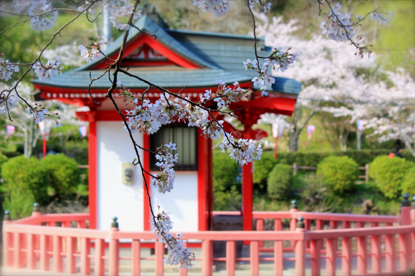 Sebuah foto dari dekat dengan bunga Yoshino Cherry dan Bentendou
