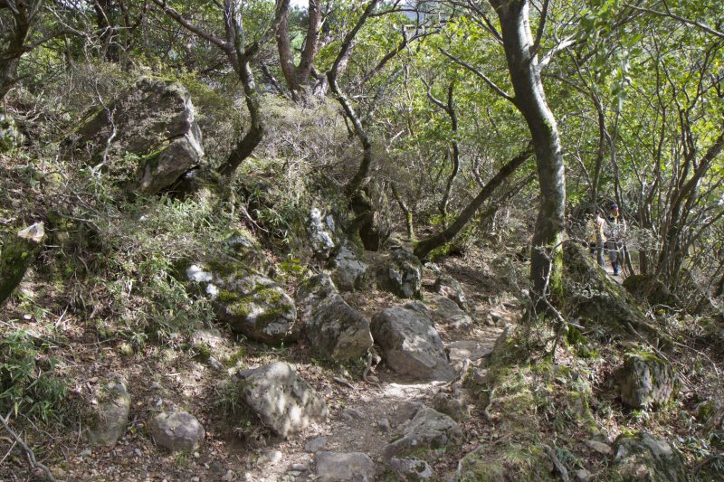 <p>The forested trail at the base of Mt. Karakuni</p>