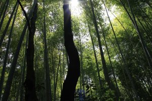 Rayons de soleil à travers les bambous
