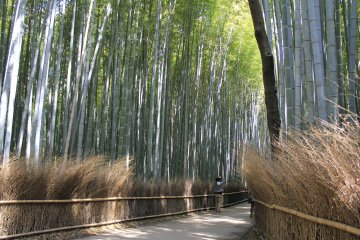 <p>Path fences that are pleasant on the eye in Sagano Kyoto</p>