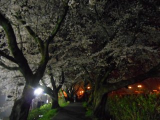 夜の足羽川沿い遊歩道に咲き誇る桜並木