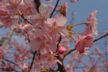 Las primeras flores de cerezo en Kanagawa