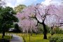 Khu vườn Shosei-en ở Kyoto