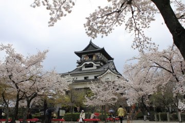 ปราสาท Inuyama เมื่อยามซากุระบาน