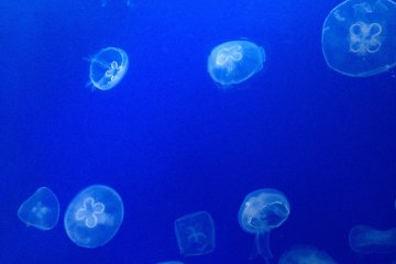 В здании аквариума есть великолепная смотровая витрина с медузами и исследовательская лаборатория.