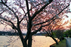 千波湖遊歩道の桜並木