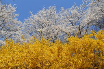 <p>Cherry Blossoms and yellow forsythia in full bloom</p>