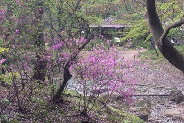<p>A tree blooms in the beautiful plum grove area</p>