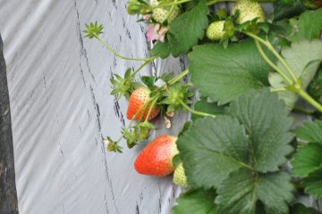 The Juicy Strawberries