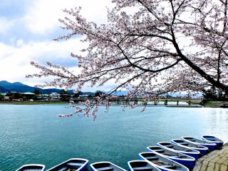 A view of the cherry trees, the river, and Togetsu Bridge from my seat in the cafe - perfect!