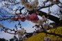 Công viên bên bờ biển Hitachi: Vườn hoa thủy tiên