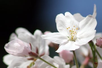 마이즈루 공원의 벚꽃