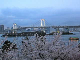 Odaiba Marine Park is a beautiful location to view some cherry blossom trees late March through early April.