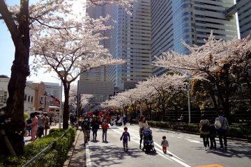<p>ทางเดิน&nbsp;Sakura-michi</p>
