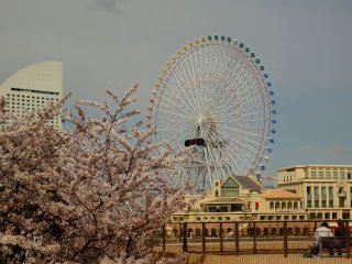 Les fleurs de cerisier et la grande roue&nbsp;Cosmo Clock 21