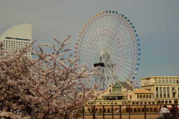 <p>Cherry blossoms and Cosmo Clock 21 Ferris Wheels</p>