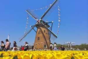 Kincir angin ini dibuat di Belanda dan dikerjakan di Kota Sakura. Tulips kuning cerah membuat bingkai fantastis ketika difoto.