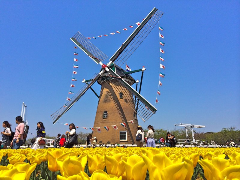 <p>กังหันลมทำขึ้นในประเทศเนเธอร์แลนด์ และประกอบที่เมืองซากุระ ดอกทิวลิปสีเหลืองสดใสเป็นกรอบสวยๆให้ถ่ายรูป</p>