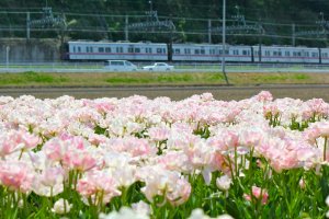 The blush colored tulips highlight the train traveling on the Keisei Line.