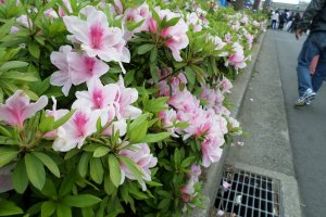 แถวของต้นอาซาเลียที่ทอดยาวริมถนนในเมืองยะชิโยะ ไม่ว่าจะหันไปทางใด คุณก็จะยิ่งดื่มด่ำไปกับความงามของดอกไม้นานาพันธุ์