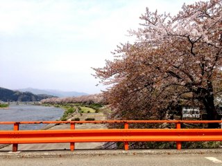 During the Edo period, a number of cherry trees were planted here from Kyoto.