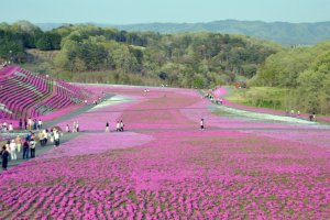 The flower carpet covers a sloping hill. This is the view from a small observation platform at the top.