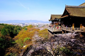 <p>Platform of Kiyomizu-dera surrounded by cherry blossoms</p>
