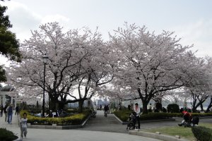 Verny Park Cherry Blossoms