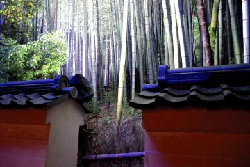 <p>Bamboo forest over the fence</p>