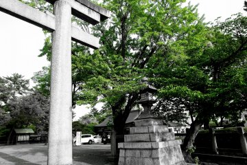 <p>Stone torii, lantern and green trees</p>